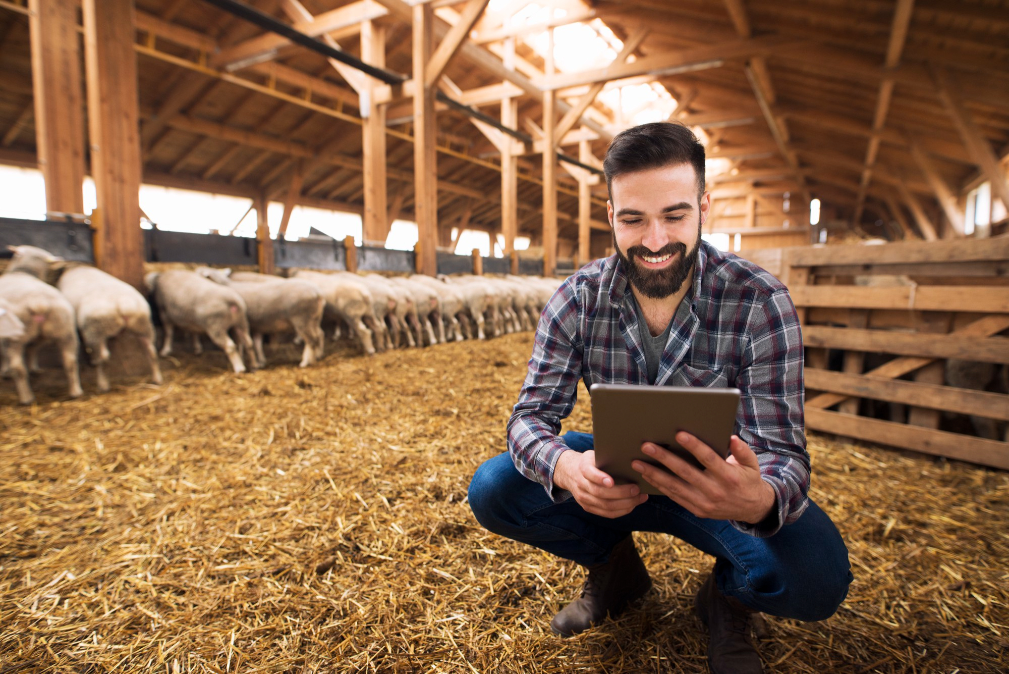 portrait successful farmer cattleman sheep barn