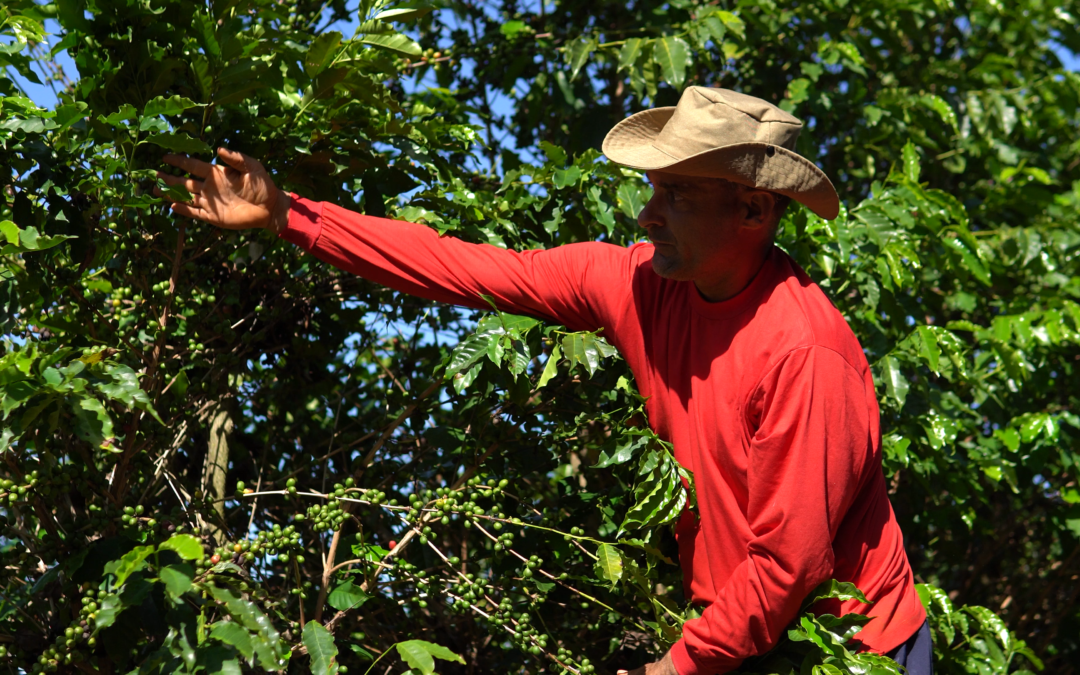 Produtores entram para colheita pensando na safra 2023