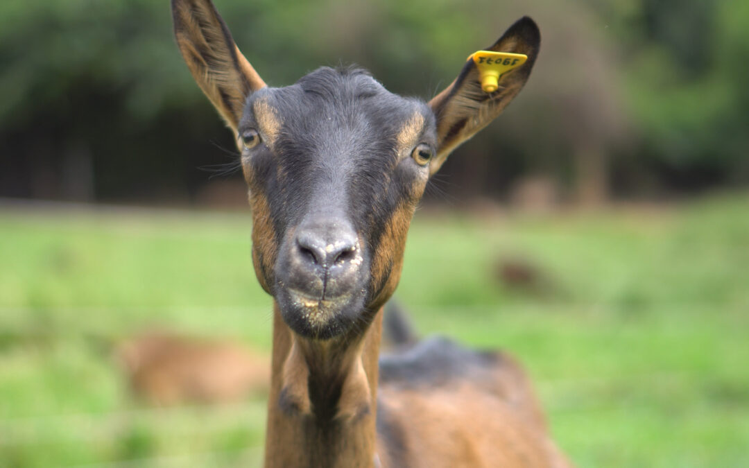 Produtor do Sul de Minas investe em criação de cabras
