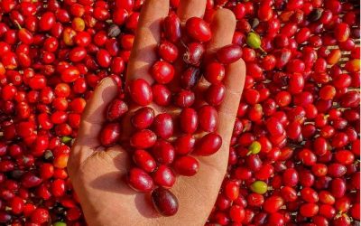 Cafés especiais das Matas de Minas são exportados para Berlim e Dinamarca.