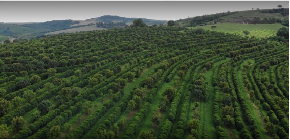 cultivo abacate 01 cultivo abacate 01