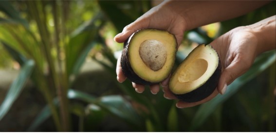 CULTIVO ABACATE Abacate