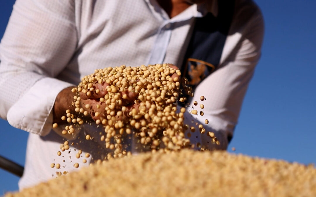 Tecnologia contra pragas e doenças com tratamento de sementes de soja