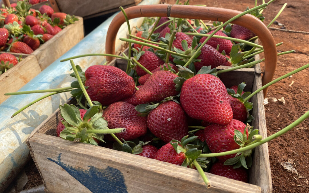 Revolução na produção de morango brasileira