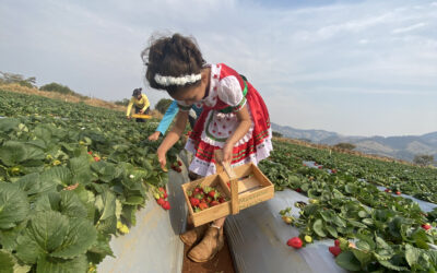 Onu (FAO) aposta na agricultura familiar para alimentos saudáveis