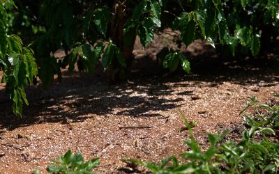 Boas práticas agrícolas contribuem com a sustentabilidade