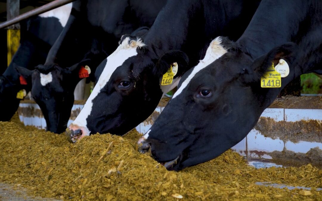 Produtor investe em produção de leite A2A2 no Sul de Minas