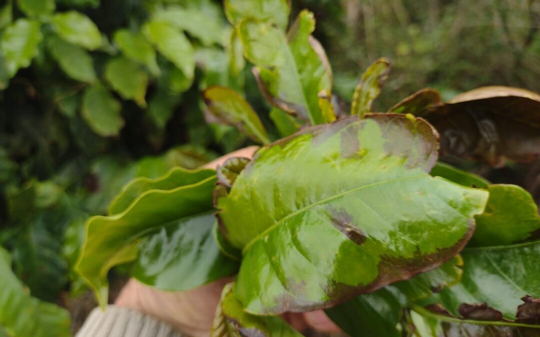 Frio intenso atinge lavouras e preocupa produtores