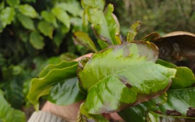 Frio intenso atinge lavouras e preocupa produtores