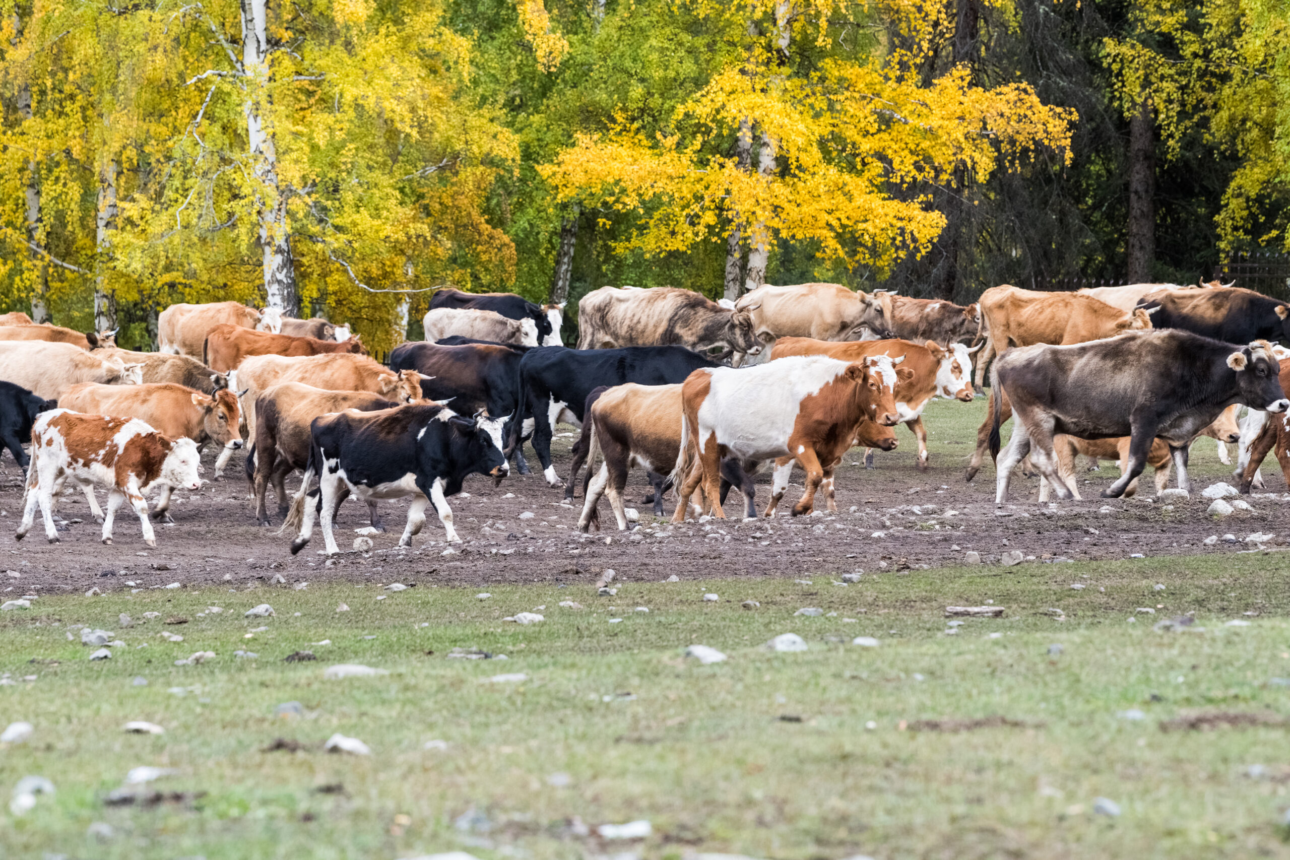 a herd of cattle in transfer grazing xinjiang 2021 08 26 17 53 29 utc scaled