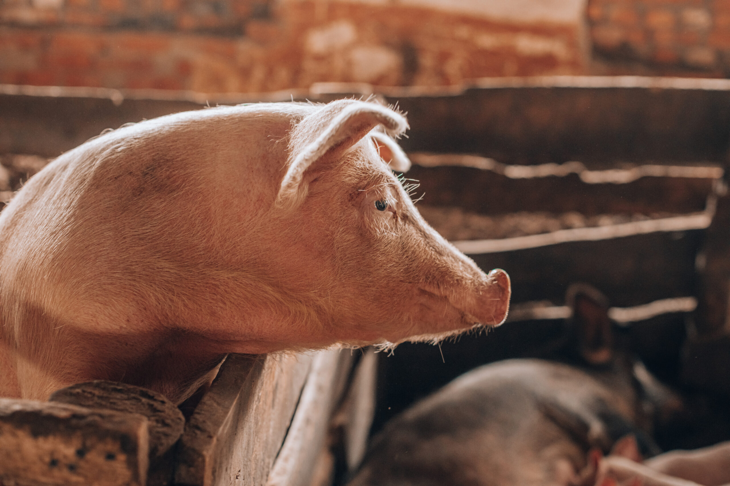 Adult white hairy mangalica pig with piglets adult white hairy mangalica pig with piglets 2022 03 08 01 15 08 utc scaled