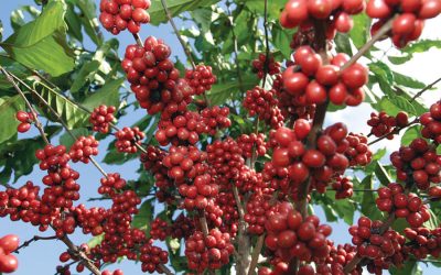 Paraná registra queda na produção da safra 2021/22 de café