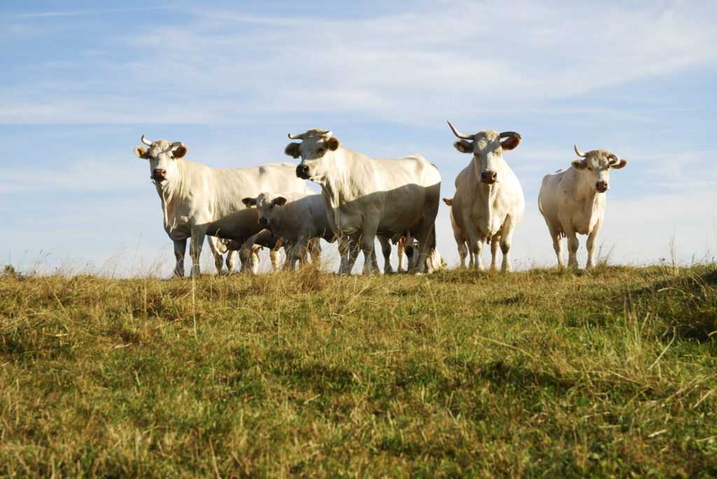 cattle herd 2021 08 26 22 31 16 utc 1024x685