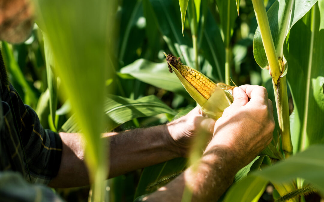 SAFRINHA: Na expectativa da colheita, produtores temem geada