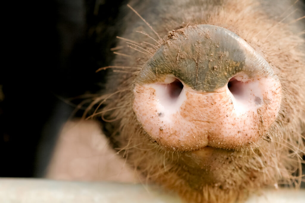 pig snout 2021 08 26 16 54 07 utc 1024x681 pig snout 2021 08 26 16 54 07 utc 1024x681