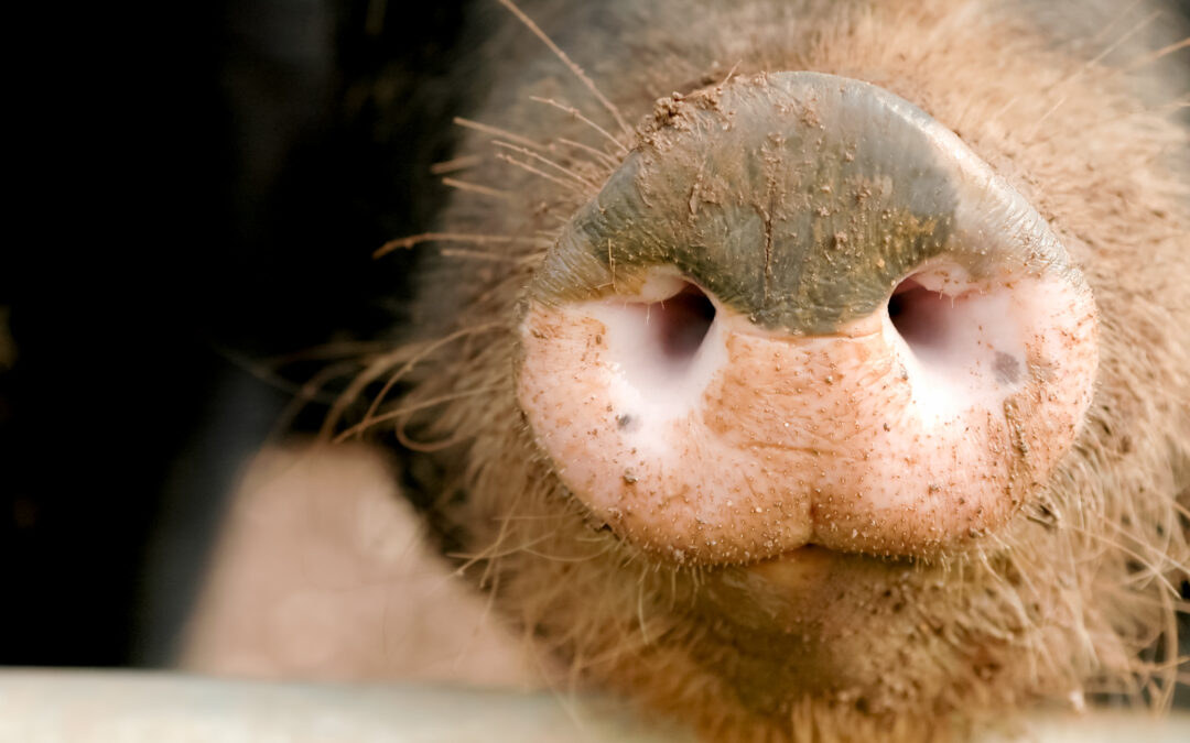 Inovação genética na suinocultura terá financiamento de R$ 100 milhões