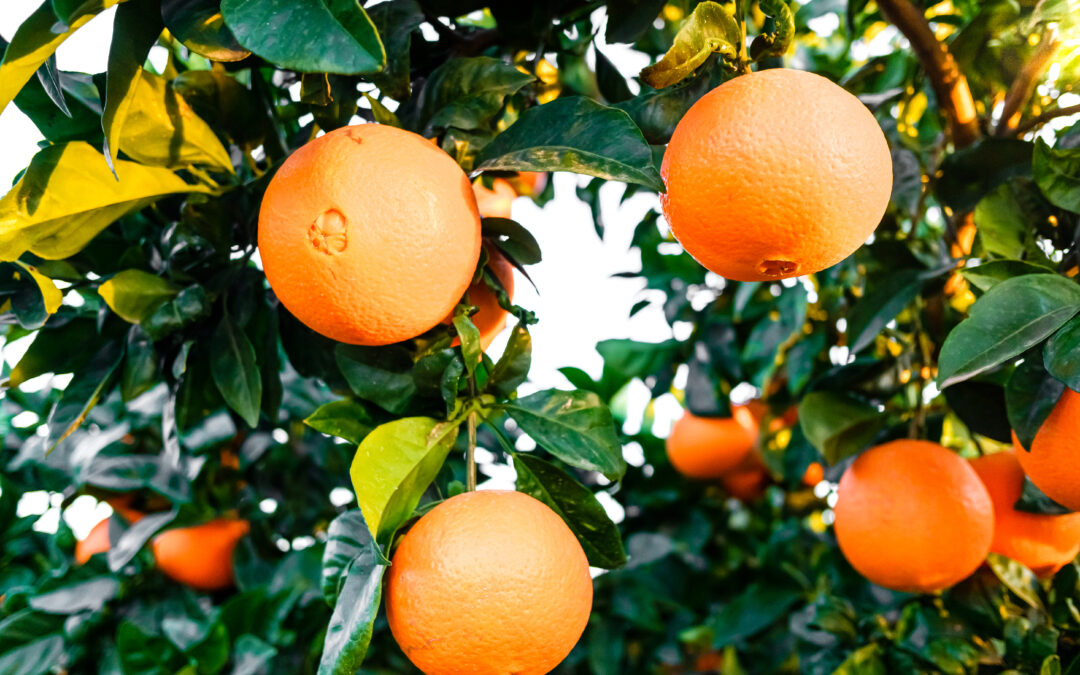 Fundecitrus alerta doenças nos pomares