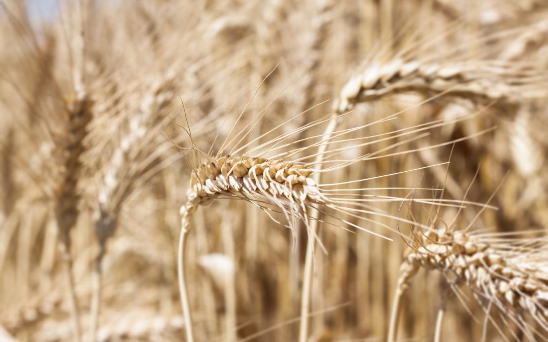 Áreas dominadas pela Ucrânia terão colheita de trigo estimadas em 20,1 milhões de toneladas