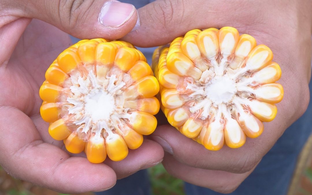 Centro-Sul: colheita de milho safrinha 2022 chega a 6,6% na segunda semana de junho.