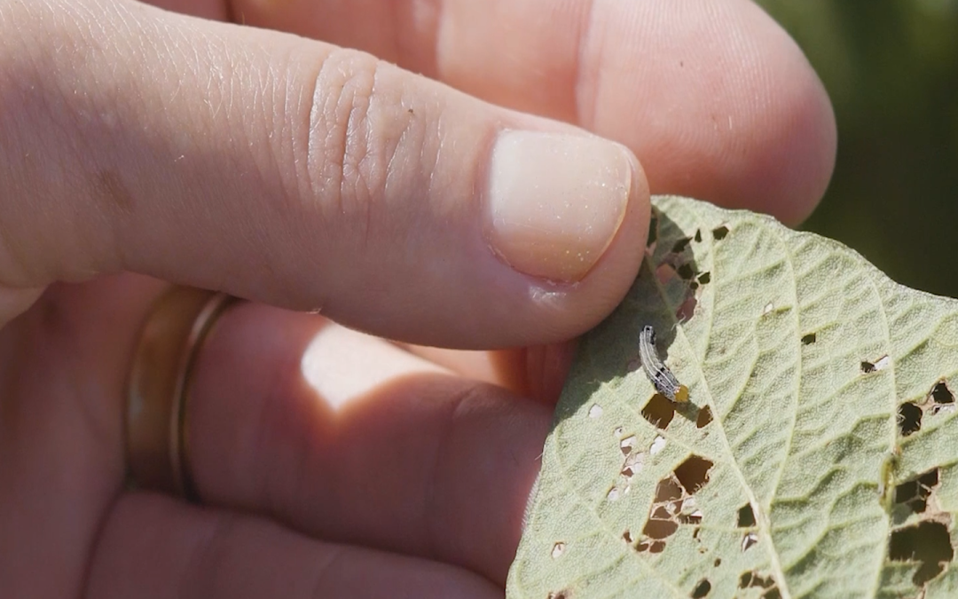 Tecnologia em tratamento de sementes auxilia no combate a lagartas
