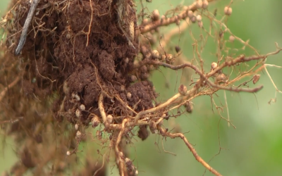 Nematoides, o câncer das lavouras de soja