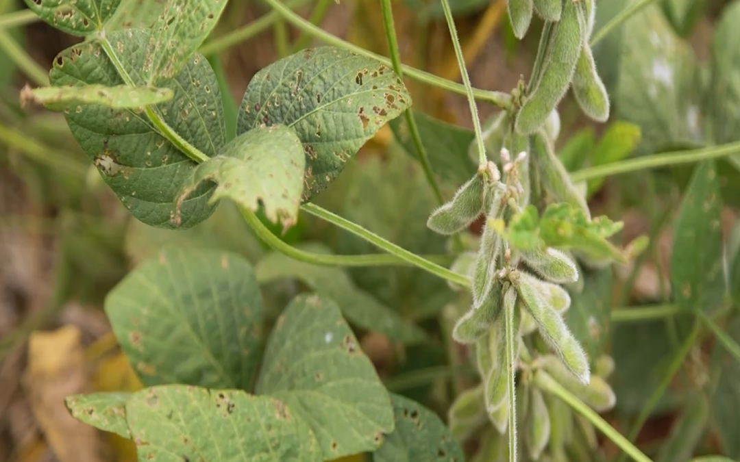 Tratamento de sementes auxilia no combate a Nematoides no Sul