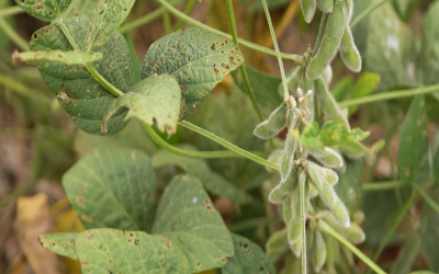 Tratamento de sementes auxilia no combate a Nematoides no Sul