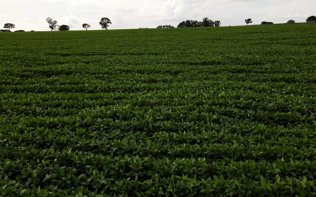 Mato Grosso: cultivo de soja deve ter aumento de área na safra de 2022/23