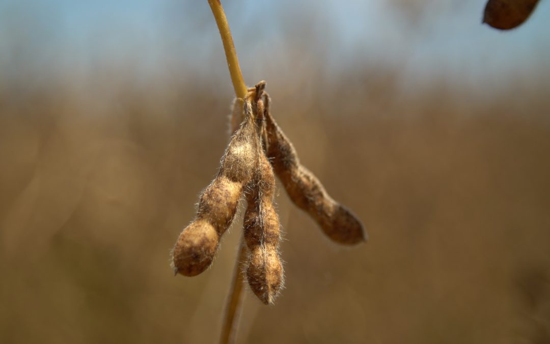 Soja: projeção de safra 2021/22 é de 124,3 milhões de toneladas