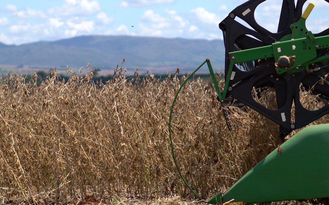 Rio Grande do Sul: colheita de soja atinge 97% da área.