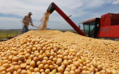 Exportação de soja e milho tem redução anunciada pela Anec