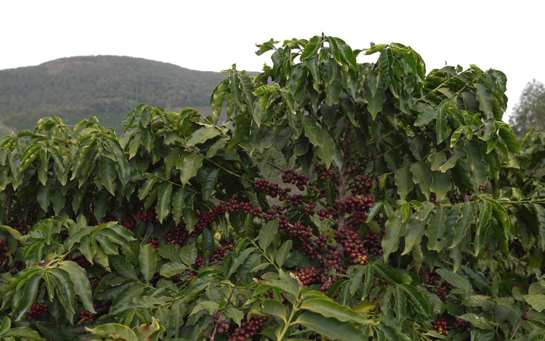 Safra 2022/23: colheita de café robusta chega ao fim na segunda quinzena de julho