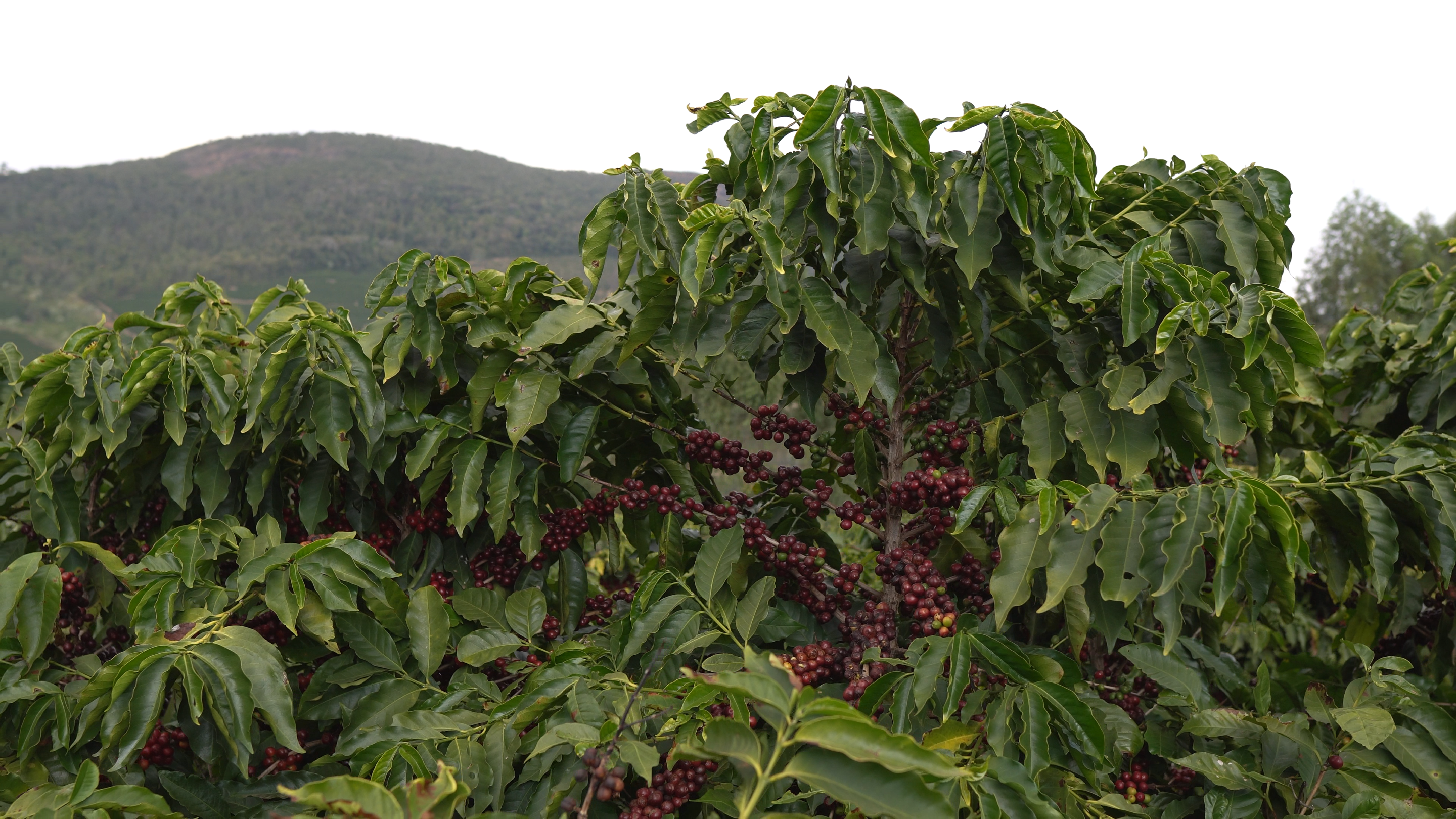 c0189.mp4.22 36 38 12.quadro001