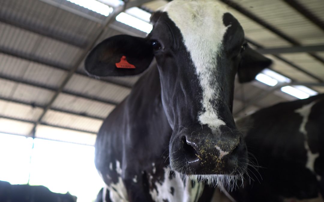 Pecuaristas apostam na tecnologia para monitorar a saúde do rebanho