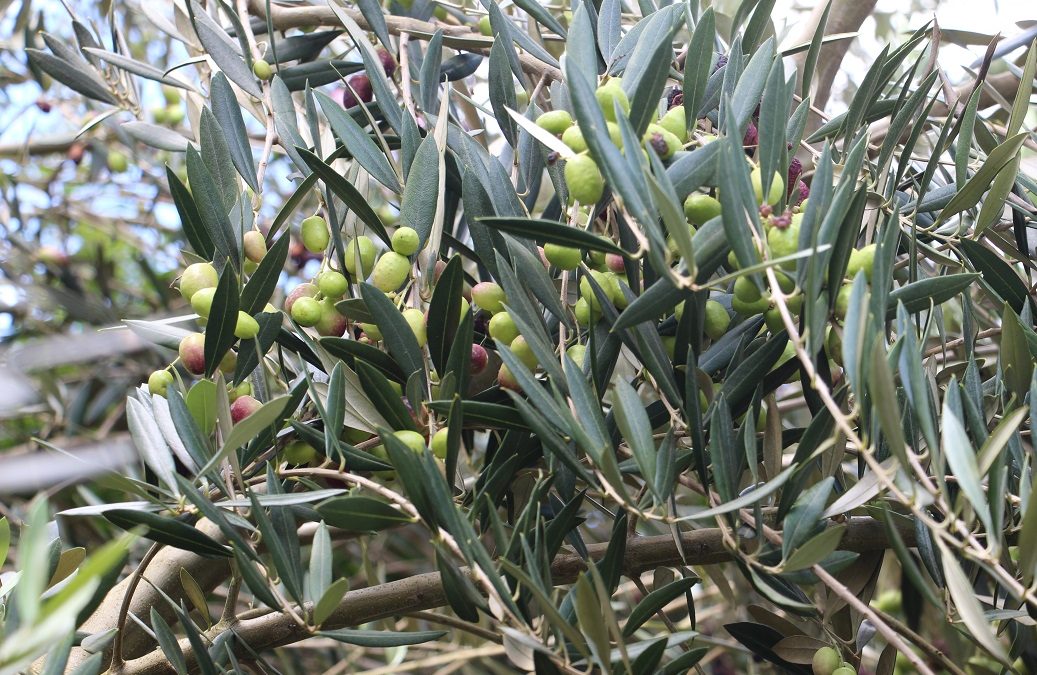 Inscrições abertas para Azeitech online da Epamig