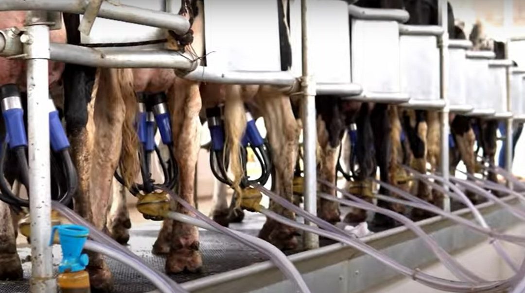 Produção de leite no Brasil chega a 34 bilhões de litros por ano