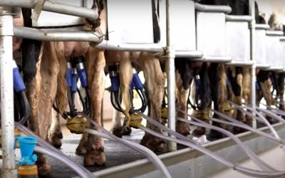 Produção de leite no Brasil chega a 34 bilhões de litros por ano