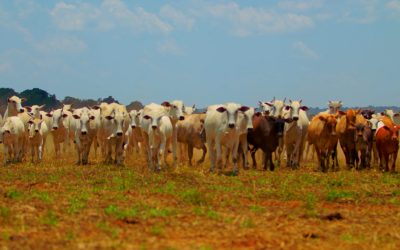 Arroba do boi gordo se mantém firme sem expectativa de queda no Brasil