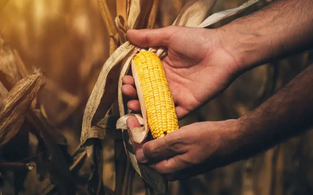 Brasil deve se destacar com exportação de milho este ano