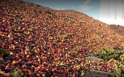 CAFÉ: Colheita avança mas segue atrasada em muitas regiões
