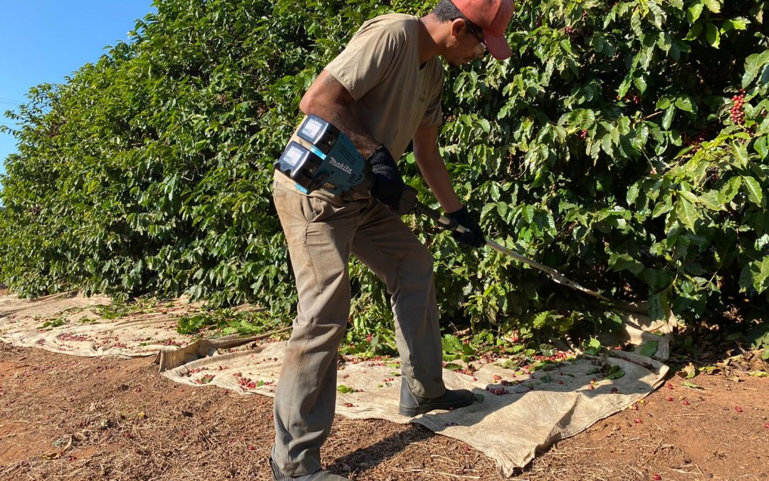 Derriçadeira a bateria leva sustentabilidade e economia para colheita