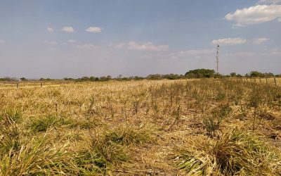 Consórcio de milho com capim colonião reduz infestação de daninhas