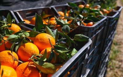 Laranja: safra 2022 é projetada em 317 milhões de caixas