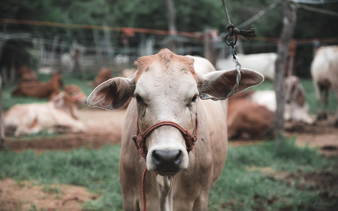 Queda nos preços do boi em maio e perspectiva de alta no segundo trimestre