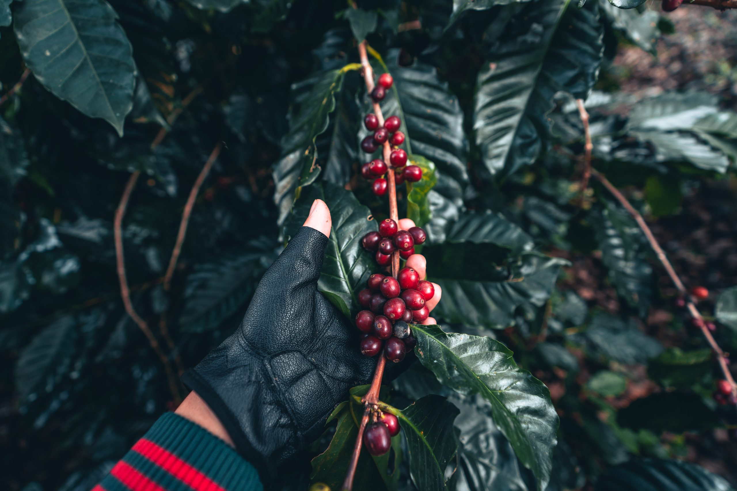 coffee and arabica coffee plantation harvest day 2022 01 28 18 30 34 utc scaled
