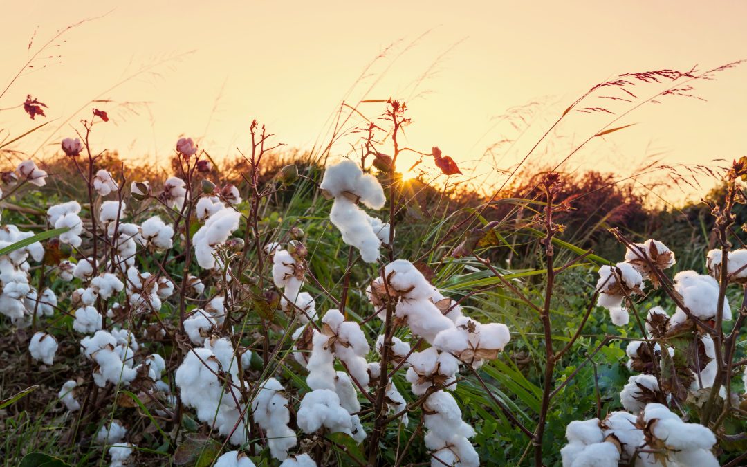 Embrapa Cerrados lança nova cultivar de algodão no Bahia Farm Show