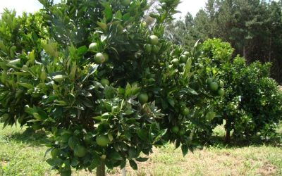 Epamig realiza Dia de Campo gratuito sobre citricultura