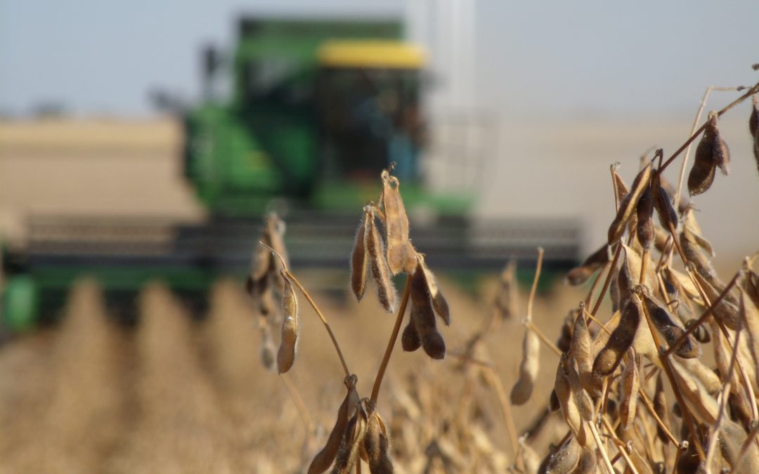 Safra brasileira de soja apresenta nova projeção e aponta para 150 milhões de toneladas em 2022