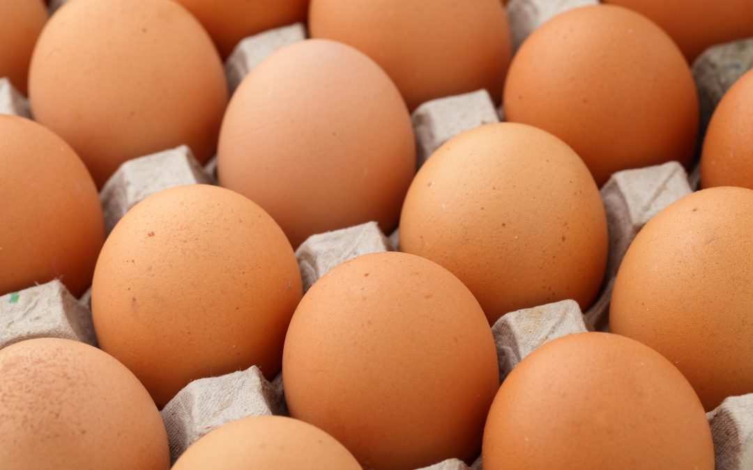 Cotações de ovos permaneceram estáveis nos últimos 30 dias