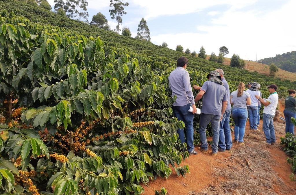 Epamig apresenta resultados de cultivar de café MGS Paraíso 2